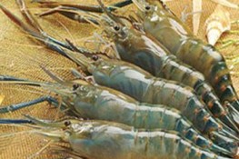 Những loại hải sản cho trái tim khỏe mạnh
