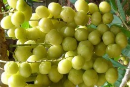 Lợi ích từ quả chùm ruột