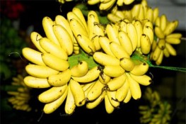 Một số món ngon từ chuối sứ