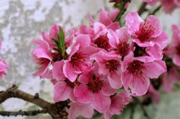 Một số bài thuốc hay từ hoa