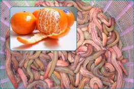 Chả rươi - Sự kết hợp hoàn hảo của rươi và vỏ quýt