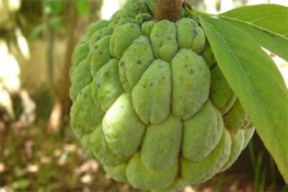 Na và công dụng trị bệnh bất ngờ