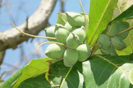 Hấp dẫn mứt hạt bàng