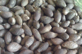 Hiếm hoi trái ươi rừng
