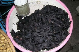 Ấu sừng trâu