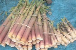 Ăn măng tre đắng dễ bị ngộ độc