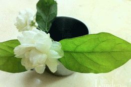 Những tinh dầu tốt cho sức khỏe