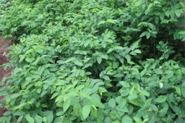 Chữa bệnh bằng rau ngót