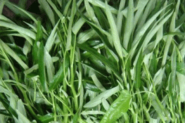Chữa quai bị đơn giản nhờ rau muống