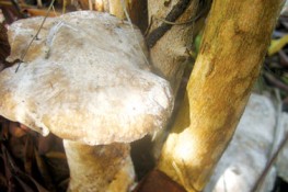 Điểm danh những loại nấm ngon và bổ