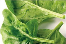 Thực phẩm chống nắng cho mùa thu