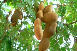 Những công dụng tuyệt vời từ quả me