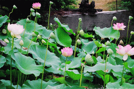 Công dụng làm đẹp từ sen