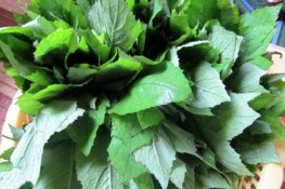 Lên vùng cao thưởng thức rau cải trời