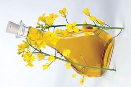 Giảm nguy cơ mắc bệnh tim với dầu hạt cải