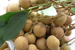 Công dụng chữa bệnh của quả nhãn