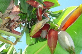 Công dụng chữa bệnh của cây chuối hột