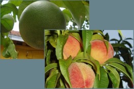 Bí quyết chọn trái cây ngon cho ngày Tết