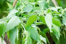 Làm đẹp hiệu quả với các loại cây trong vườn