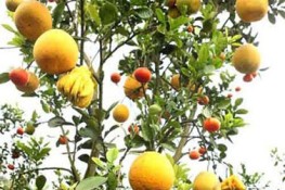 Độc đáo cây ngũ quả giá bạc triệu ở Hà Nội