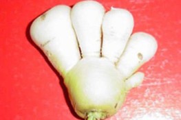 Những củ cải không thể quái dị hơn