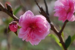 Cách chọn hoa đào ngày Tết