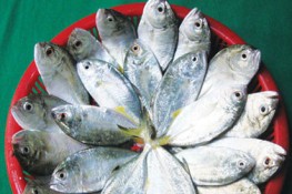 Thưởng thức món ngon từ cá dẻo