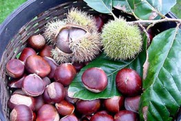 Làm đẹp với những món ăn từ hạt dẻ