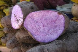 Xuất hiện khoai mỡ khủng