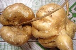 Mẹ bầu trị ốm nghén bằng củ đậu