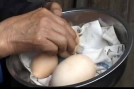 Gà đẻ trứng "khủng"