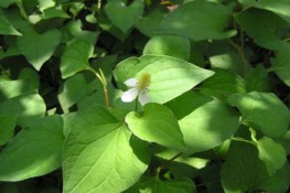 Tác dụng của rau diếp cá