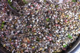 Kiếm bộn tiền từ ốc gạo