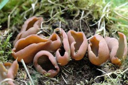 Canh mộc nhĩ chữa bệnh