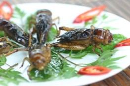 Thèm thuồng dế chiên của ba