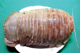 Bò bọ với rau răm