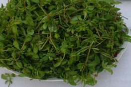 "Người tình" rau đắng