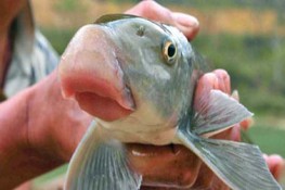 Chi tiền triệu để ăn cá anh vũ