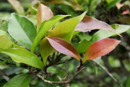 Tác dụng của chè tím