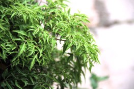 Thuốc hay từ đinh lăng