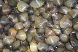 Ngon và bổ dưỡng từ hến