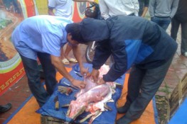 Cá sấu bị xẻ thịt công khai ngay phố