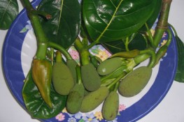 Khóm mít trộn của tụi con nít