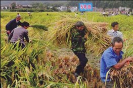 Gạo Trung Quốc chứa lượng chì cao quá mức cho phép