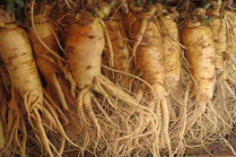 Mang bầu ăn sâm lợi hay hại?