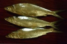 Đặc sản cá chua