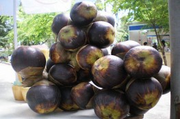 Mùa thốt nốt đã rộ