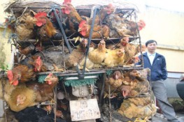 Gà nội được ưa chuộng