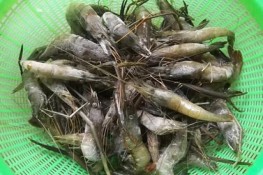 Thơm ngon tép nghệ