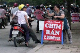 Chim rán vỉa hè vẫn đắt hàng trong dịch cúm